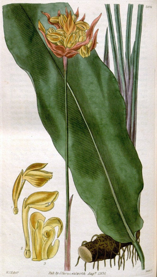 Curtis's botanical magazine. London ;New York [etc.] :Academic Press [etc.]. | Botany Periodicals "Pictorial works"  | Vintage Print Reproduction 453827