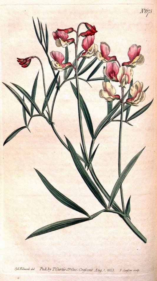Curtis's botanical magazine. London ;New York [etc.] :Academic Press [etc.]. | Botany Periodicals "Pictorial works"  | Vintage Print Reproduction 453828
