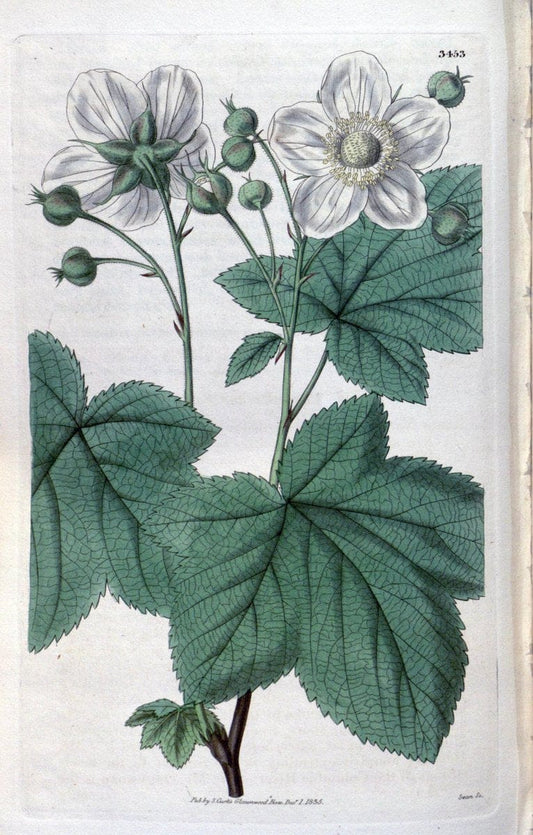 Curtis's botanical magazine. London ;New York [etc.] :Academic Press [etc.]. | Botany Periodicals "Pictorial works"  | Vintage Print Reproduction 453829