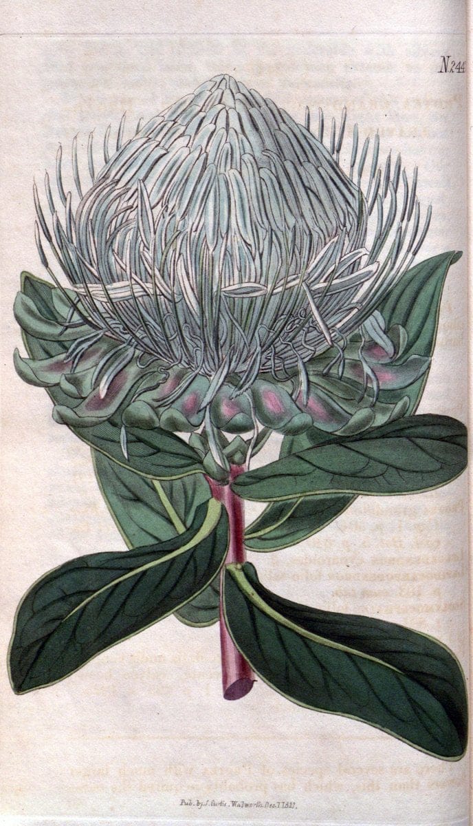 Curtis's botanical magazine. London ; New York [etc.] :Academic Press [etc.]. | "Botanical illustration" Botany Periodicals "Pictorial works" "Plants, Ornamental"  | Vintage Print Reproduction 453830