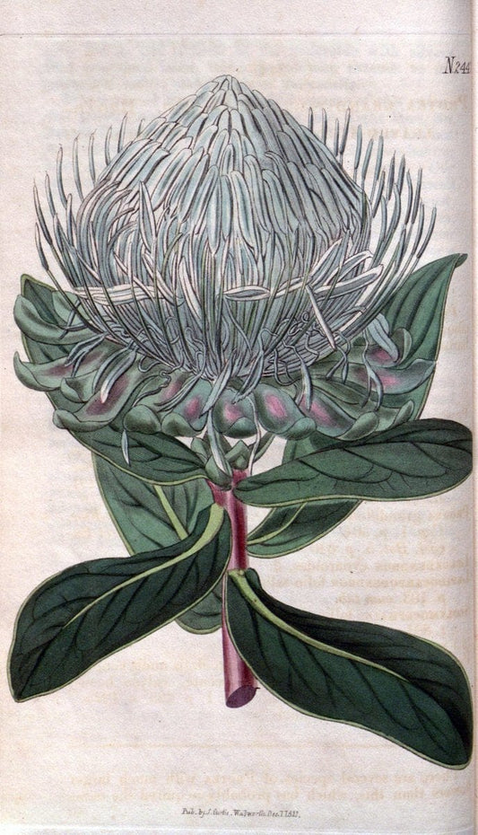 Curtis's botanical magazine. London ; New York [etc.] :Academic Press [etc.]. | "Botanical illustration" Botany Periodicals "Pictorial works" "Plants, Ornamental"  | Vintage Print Reproduction 453830