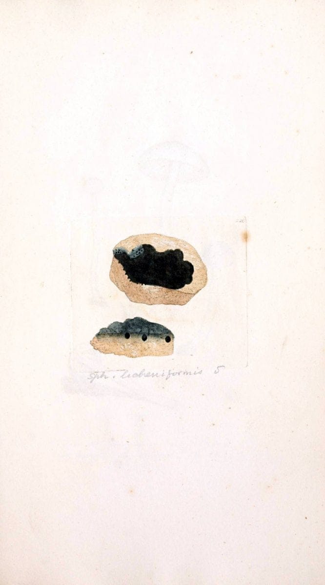 Coloured figures of English fungi or mushrooms. London,Printed by J. Davis,1797-[1809]. | England Mushrooms  | Vintage Print Reproduction 453832