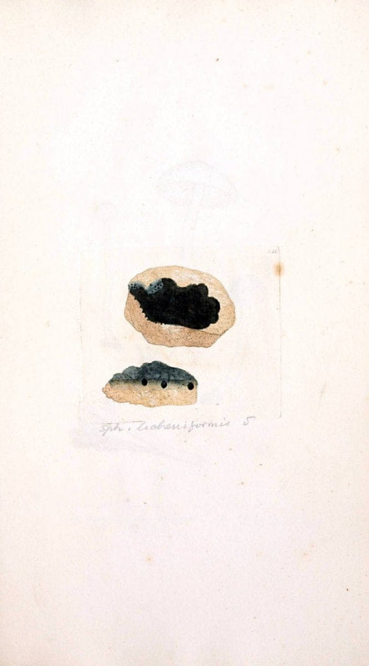 Coloured figures of English fungi or mushrooms. London,Printed by J. Davis,1797-[1809]. | England Mushrooms  | Vintage Print Reproduction 453832