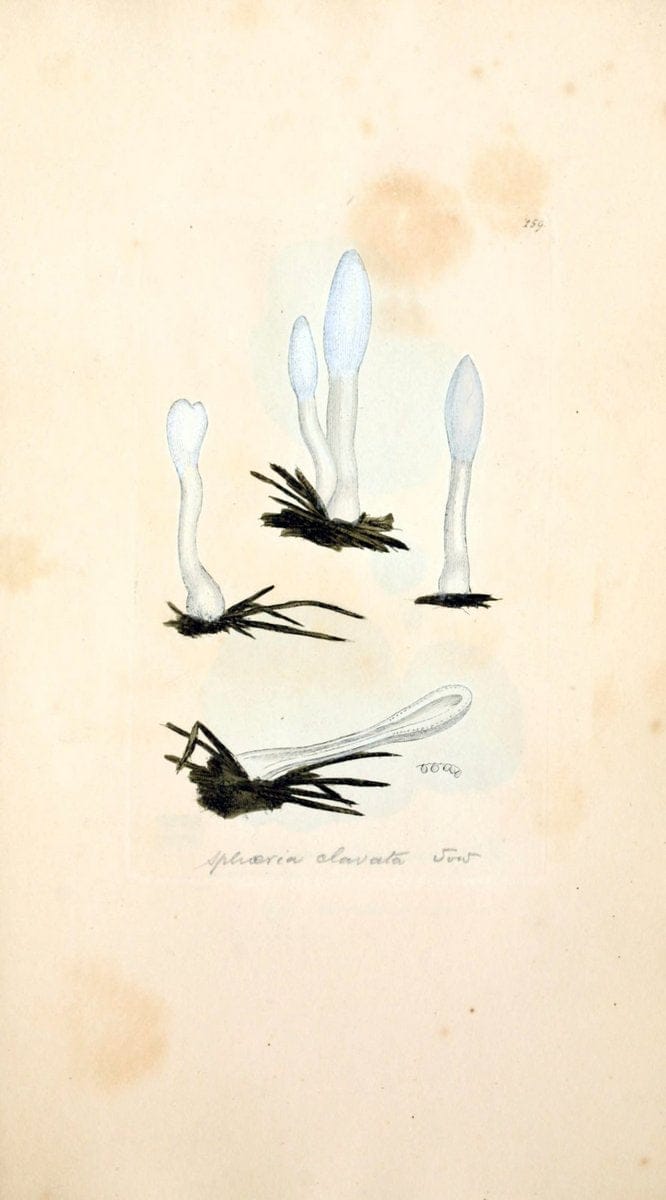 Coloured figures of English fungi or mushrooms. London,Printed by J. Davis,1797-[1809]. | England Mushrooms  | Vintage Print Reproduction 453834