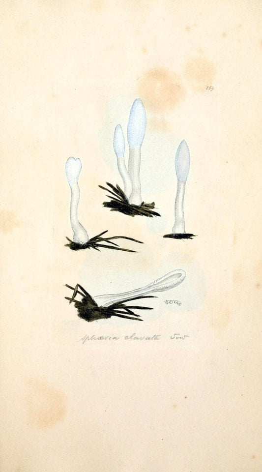 Coloured figures of English fungi or mushrooms. London,Printed by J. Davis,1797-[1809]. | England Mushrooms  | Vintage Print Reproduction 453834