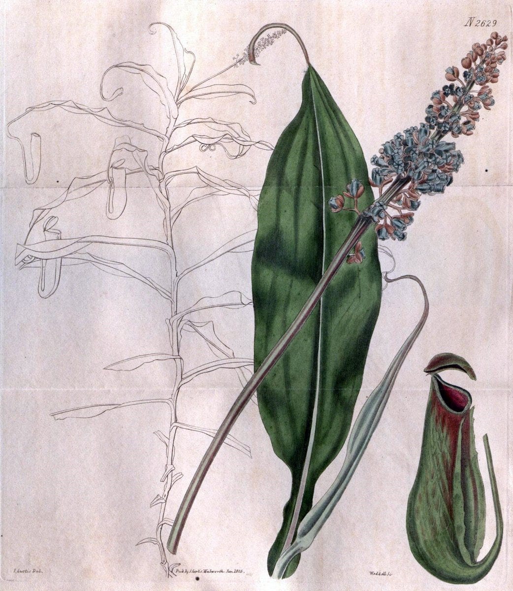 Curtis's botanical magazine. London ; New York [etc.] :Academic Press [etc.]. | "Botanical illustration" Botany Periodicals "Pictorial works" "Plants, Ornamental"  | Vintage Print Reproduction 453835