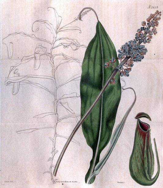 Curtis's botanical magazine. London ; New York [etc.] :Academic Press [etc.]. | "Botanical illustration" Botany Periodicals "Pictorial works" "Plants, Ornamental"  | Vintage Print Reproduction 453835