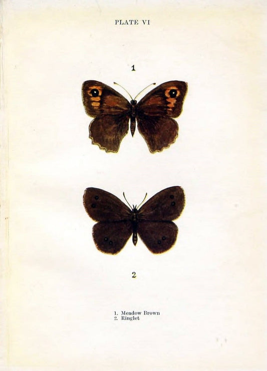 Butterflies and moths,.London & Edinburgh,T.C. & E.C. Jack[1910]. | Butterflies Moths "Cornell University Library" | Vintage Print Reproduction 453836