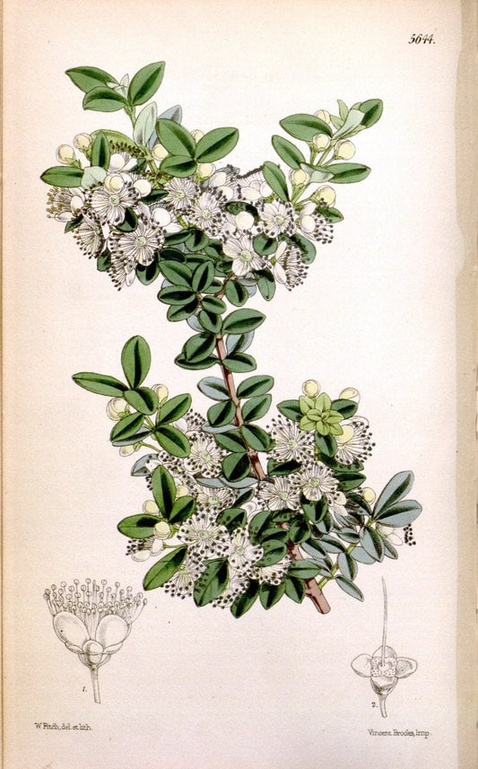 Curtis's botanical magazine. London ; New York [etc.] :Academic Press [etc.]. | "Botanical illustration" Botany Periodicals "Pictorial works" "Plants, Ornamental"  | Vintage Print Reproduction 453837