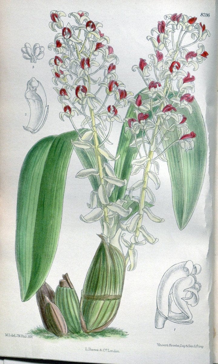 Curtis's botanical magazine. London ; New York [etc.] :Academic Press [etc.]. | "Botanical illustration" Botany Periodicals "Pictorial works" "Plants, Ornamental"  | Vintage Print Reproduction 453838