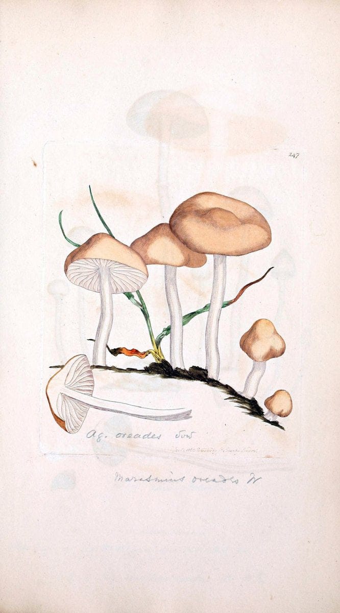 Coloured figures of English fungi or mushrooms. London,Printed by J. Davis,1797-[1809]. | England Mushrooms  | Vintage Print Reproduction 453839