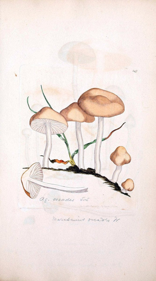 Coloured figures of English fungi or mushrooms. London,Printed by J. Davis,1797-[1809]. | England Mushrooms  | Vintage Print Reproduction 453839