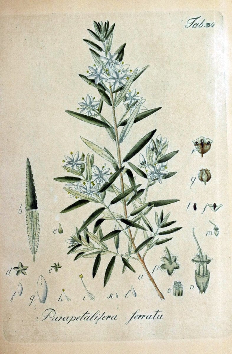 Collectio plantarum tam exoticarum, quam indigenarum, cum delineatione, descriptione cul | Botany | Vintage Print Reproduction 453840