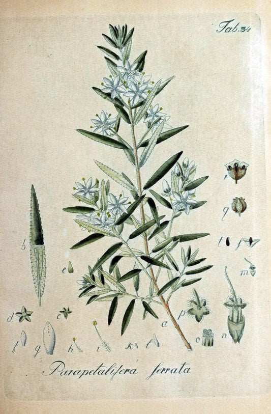 Collectio plantarum tam exoticarum, quam indigenarum, cum delineatione, descriptione cul | Botany | Vintage Print Reproduction 453840