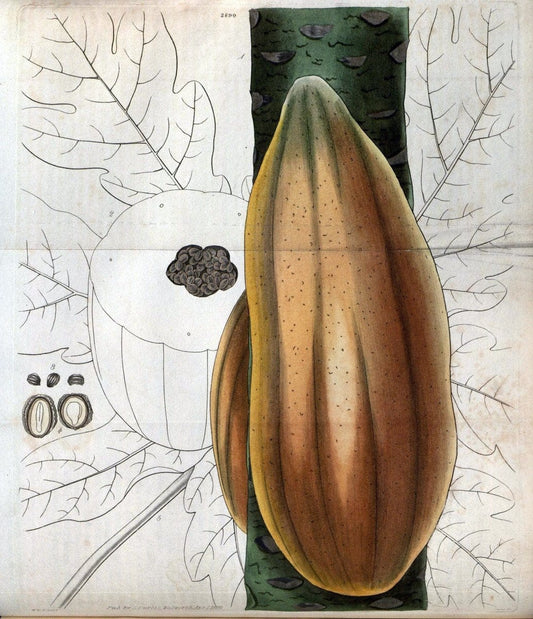 Curtis's botanical magazine. London ; New York [etc.] :Academic Press [etc.]. | "Botanical illustration" Botany Periodicals "Pictorial works" "Plants, Ornamental"  | Vintage Print Reproduction 453841