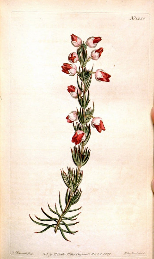 Curtis's botanical magazine. London ; New York [etc.] :Academic Press [etc.]. | "Botanical illustration" Botany Periodicals "Pictorial works" "Plants, Ornamental"  | Vintage Print Reproduction 453844