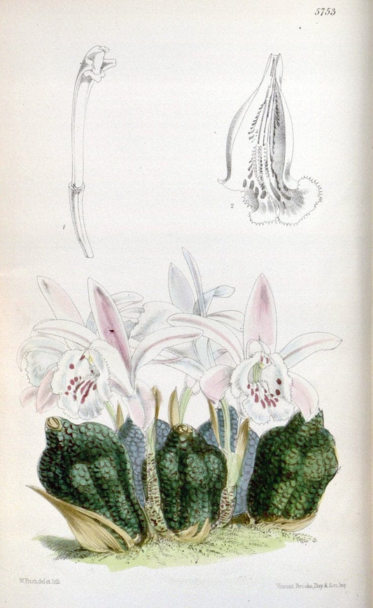 Curtis's botanical magazine. London ; New York [etc.] :Academic Press [etc.]. | "Botanical illustration" Botany Periodicals "Pictorial works" "Plants, Ornamental"  | Vintage Print Reproduction 453845