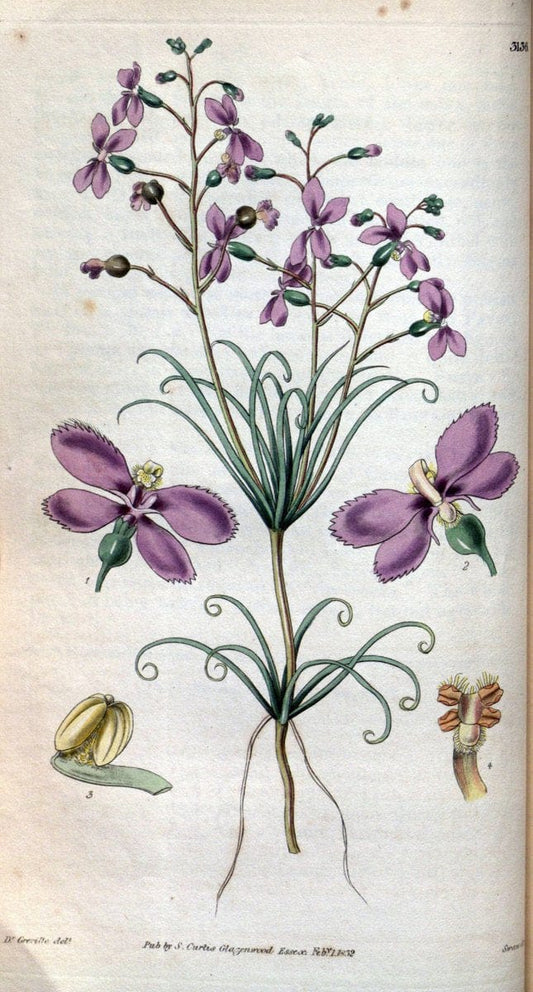 Curtis's botanical magazine. London ; New York [etc.] :Academic Press [etc.]. | "Botanical illustration" Botany Periodicals "Pictorial works" "Plants, Ornamental"  | Vintage Print Reproduction 453846