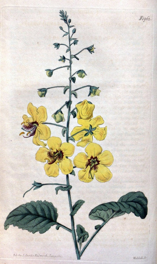 Curtis's botanical magazine. London ; New York [etc.] :Academic Press [etc.]. | "Botanical illustration" Botany Periodicals "Pictorial works" "Plants, Ornamental"  | Vintage Print Reproduction 453847