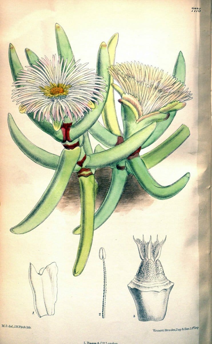Dragable Image