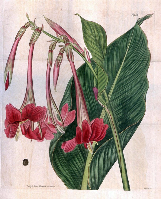 Curtis's botanical magazine. London ; New York [etc.] :Academic Press [etc.]. | "Botanical illustration" Botany Periodicals "Pictorial works" "Plants, Ornamental"  | Vintage Print Reproduction 453849