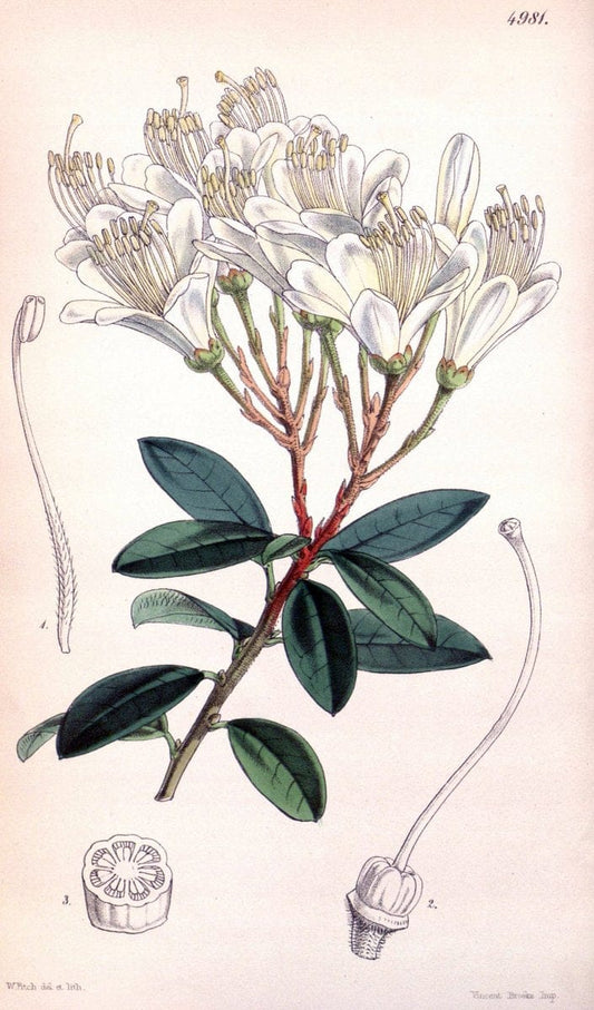 Curtis's botanical magazine. London ; New York [etc.] :Academic Press [etc.]. | "Botanical illustration" Botany Periodicals "Pictorial works" "Plants, Ornamental"  | Vintage Print Reproduction 453850