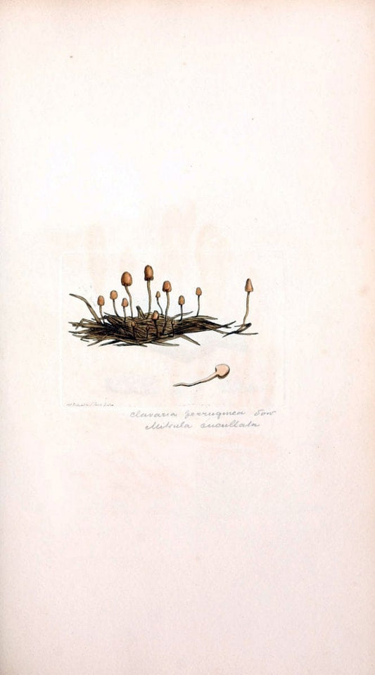 Coloured figures of English fungi or mushrooms. London,Printed by J. Davis,1797-[1809]. | England Mushrooms  | Vintage Print Reproduction 453851
