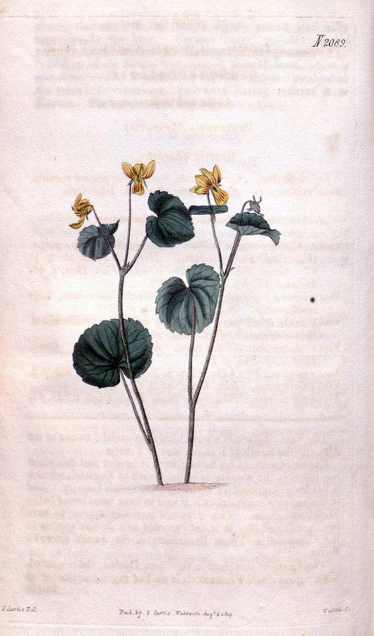 Curtis's botanical magazine. London ; New York [etc.] :Academic Press [etc.]. | "Botanical illustration" Botany Periodicals "Pictorial works" "Plants, Ornamental"  | Vintage Print Reproduction 453853