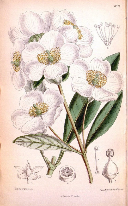 Curtis's botanical magazine. London ; New York [etc.] :Academic Press [etc.]. | "Botanical illustration" Botany Periodicals "Pictorial works" "Plants, Ornamental"  | Vintage Print Reproduction 453854