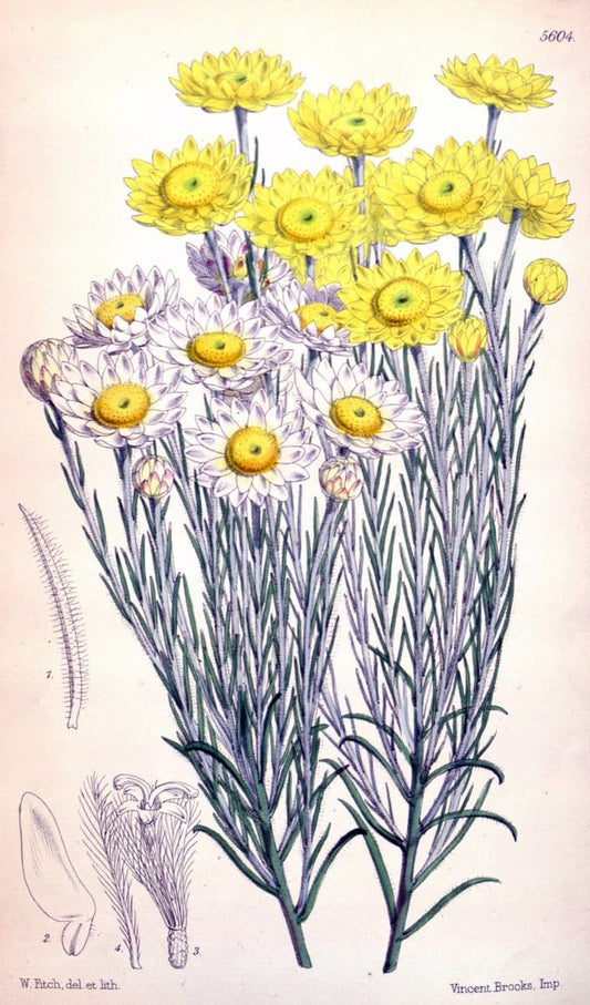 Curtis's botanical magazine. London ; New York [etc.] :Academic Press [etc.]. | "Botanical illustration" Botany Periodicals "Pictorial works" "Plants, Ornamental"  | Vintage Print Reproduction 453855