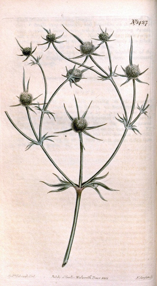 Curtis's botanical magazine..London ;New York [etc.] :Academic Press [etc.]. |  | Vintage Print Reproduction 453856