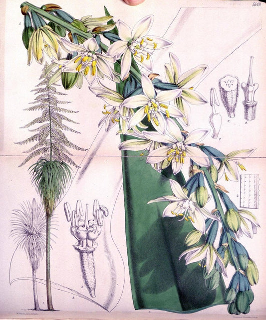 Curtis's botanical magazine..London ;New York [etc.] :Academic Press [etc.]. |  | Vintage Print Reproduction 453857