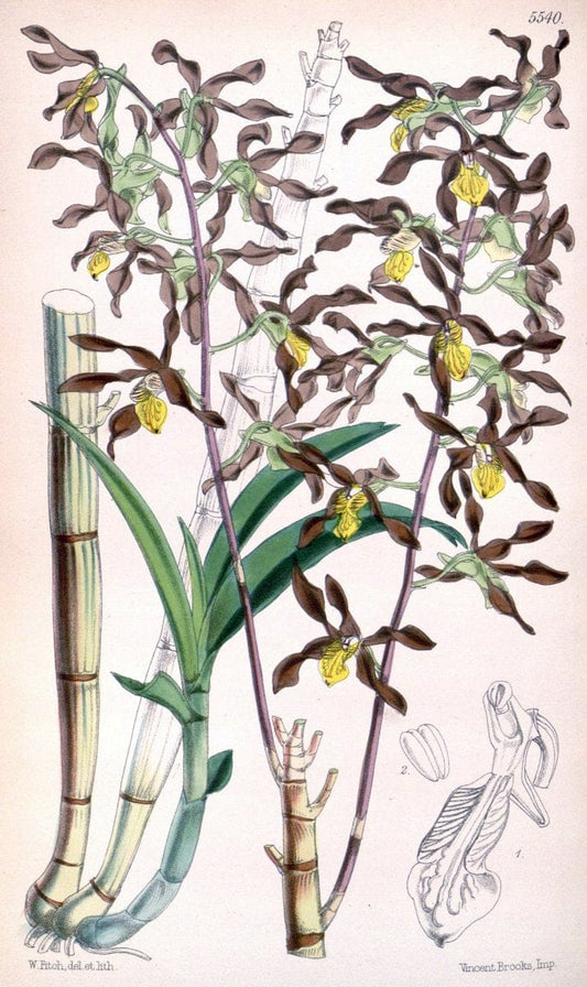 Curtis's botanical magazine. London ;New York [etc.] :Academic Press [etc.]. | Botany Periodicals "Pictorial works"  | Vintage Print Reproduction 453859