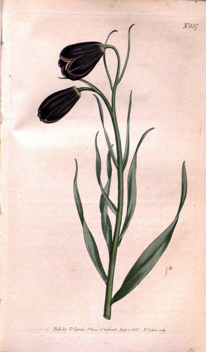 Curtis's botanical magazine. London ;New York [etc.] :Academic Press [etc.]. | Botany Periodicals "Pictorial works"  | Vintage Print Reproduction 453860
