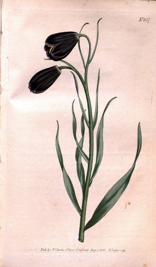 Curtis's botanical magazine. London ;New York [etc.] :Academic Press [etc.]. | Botany Periodicals "Pictorial works"  | Vintage Print Reproduction 453860
