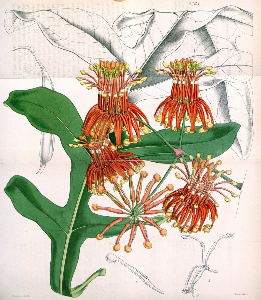 Curtis's botanical magazine. London ;New York [etc.] :Academic Press [etc.]. | Botany Periodicals "Pictorial works"  | Vintage Print Reproduction 453861