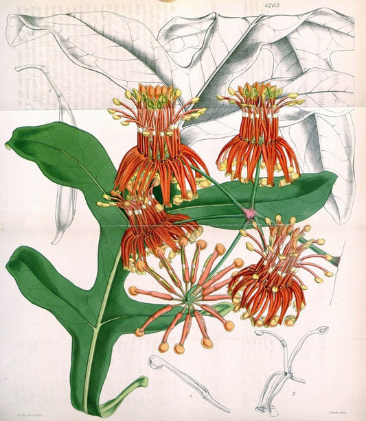 Curtis's botanical magazine. London ;New York [etc.] :Academic Press [etc.]. | Botany Periodicals "Pictorial works"  | Vintage Print Reproduction 453861