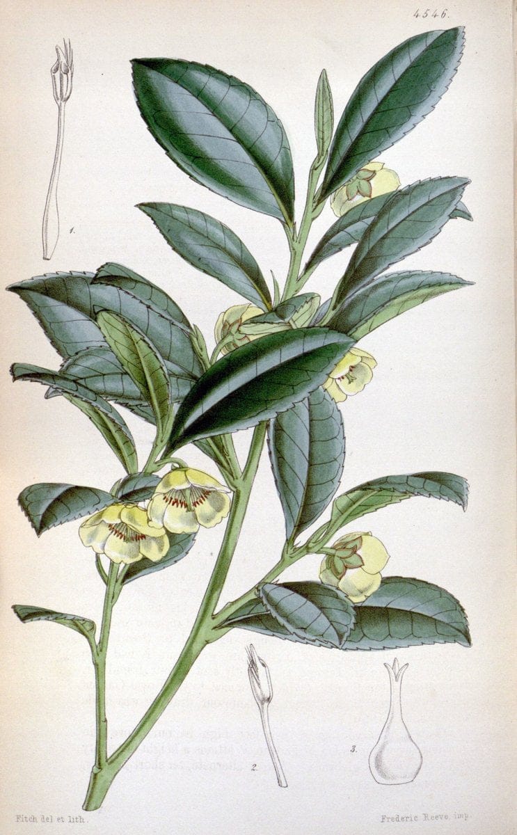 Curtis's botanical magazine. London ;New York [etc.] :Academic Press [etc.]. | Botany Periodicals "Pictorial works"  | Vintage Print Reproduction 453862