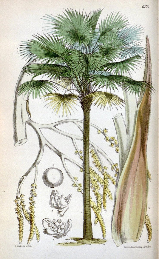 Curtis's botanical magazine. London ; New York [etc.] :Academic Press [etc.]. | "Botanical illustration" Botany Periodicals "Pictorial works" "Plants, Ornamental"  | Vintage Print Reproduction 453863