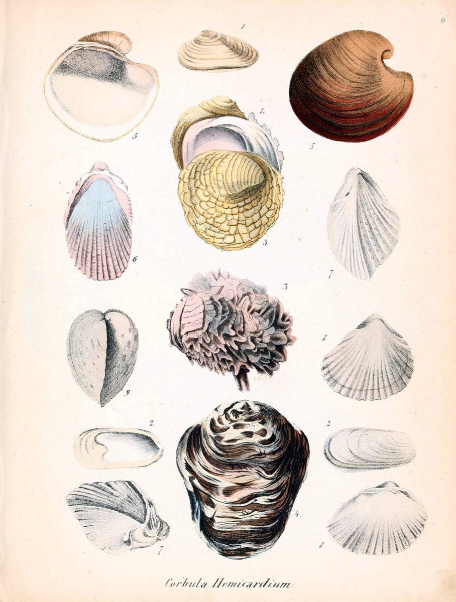 Conchylienbuch, oder, Allgemeine und besondere Naturgeschichte der Muscheln und Schnecke | Mollusks "Pictorial works"  | Vintage Print Reproduction 453864