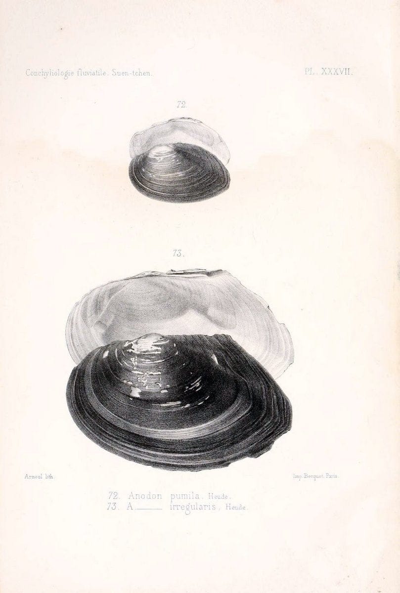 Conchyliologie fluviatile de la province de Nanking et de la Chine centrale /.Paris :Savy,[1875-1885]. | China Mollusks "Nanjing (Jiangsu Sheng)"  | Vintage Print Reproduction 453865