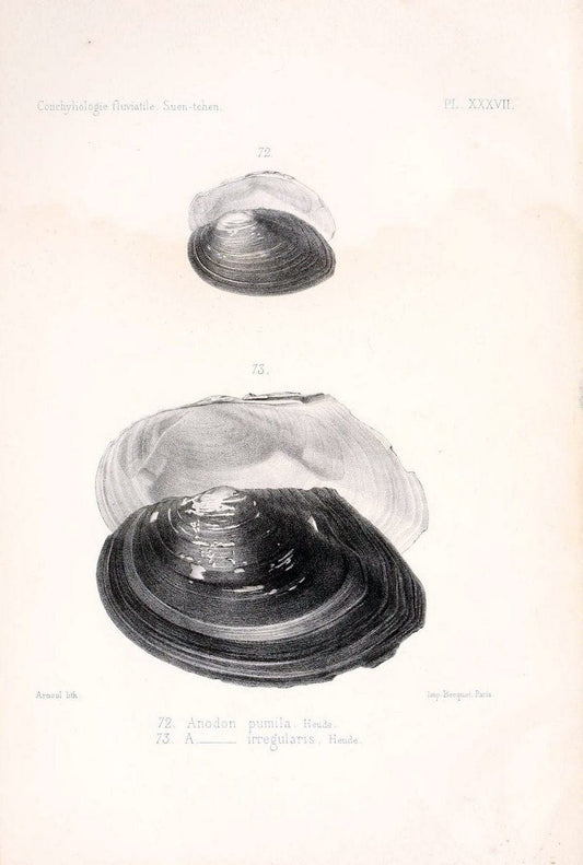 Conchyliologie fluviatile de la province de Nanking et de la Chine centrale /.Paris :Savy,[1875-1885]. | China Mollusks "Nanjing (Jiangsu Sheng)"  | Vintage Print Reproduction 453865