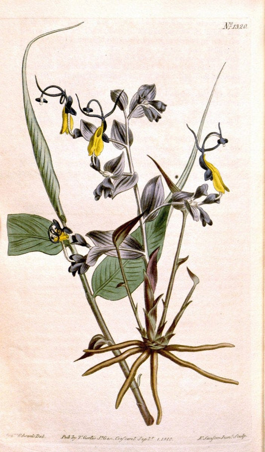 Curtis's botanical magazine. London ; New York [etc.] :Academic Press [etc.]. | "Botanical illustration" Botany Periodicals "Pictorial works" "Plants, Ornamental"  | Vintage Print Reproduction 453866