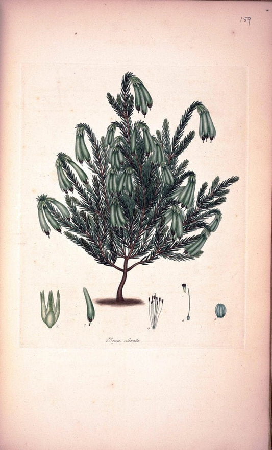 Coloured engravings of heaths :.London :Published by the Author. Printed by T. Bensley,1802-09 [1830]. |  | Vintage Print Reproduction 453867