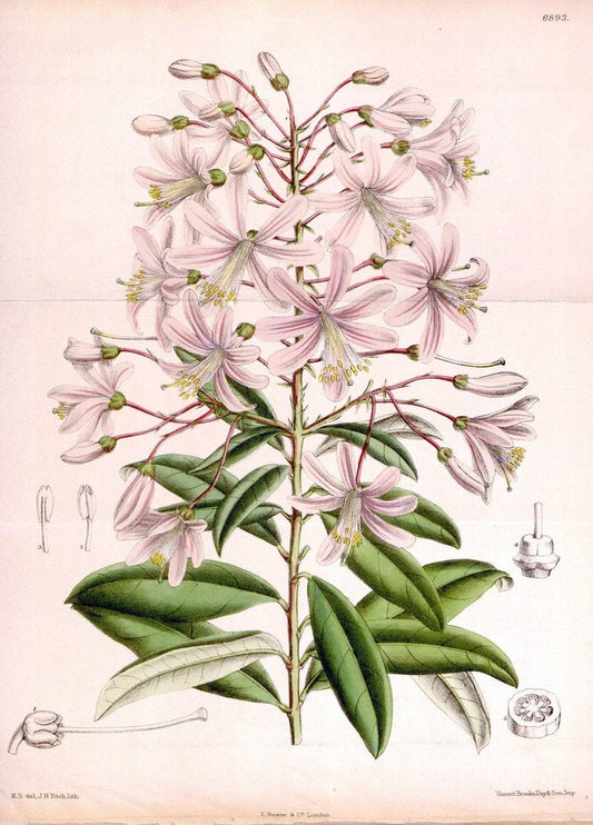 Curtis's botanical magazine. London ; New York [etc.] :Academic Press [etc.]. | "Botanical illustration" Botany Periodicals "Pictorial works" "Plants, Ornamental"  | Vintage Print Reproduction 453869