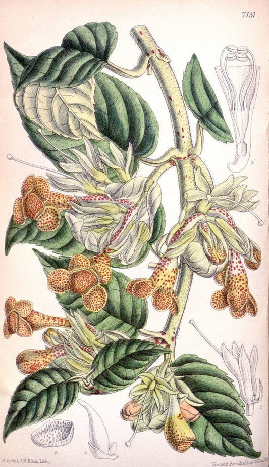 Curtis's botanical magazine. London ; New York [etc.] :Academic Press [etc.]. | "Botanical illustration" Botany Periodicals "Pictorial works" "Plants, Ornamental"  | Vintage Print Reproduction 453870