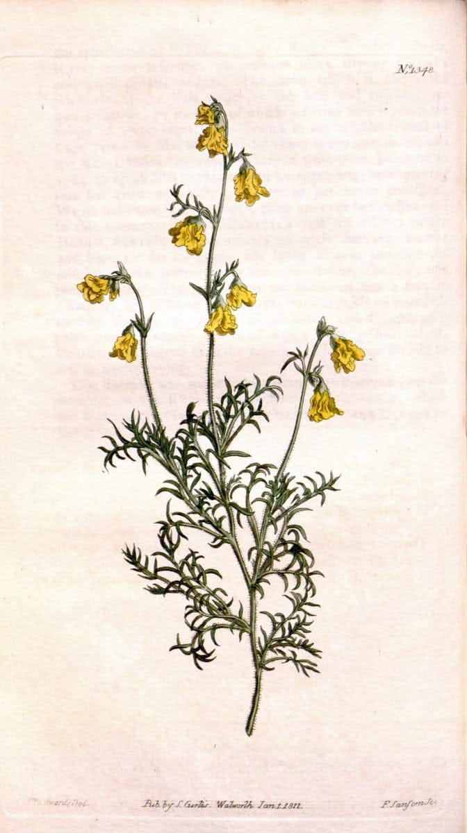 Curtis's botanical magazine. London ; New York [etc.] :Academic Press [etc.]. | "Botanical illustration" Botany Periodicals "Pictorial works" "Plants, Ornamental"  | Vintage Print Reproduction 453871