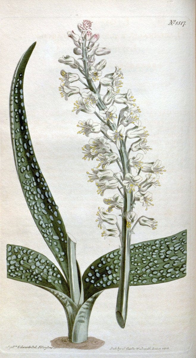 Curtis's botanical magazine. London ; New York [etc.] :Academic Press [etc.]. | "Botanical illustration" Botany Periodicals "Pictorial works" "Plants, Ornamental"  | Vintage Print Reproduction 453872