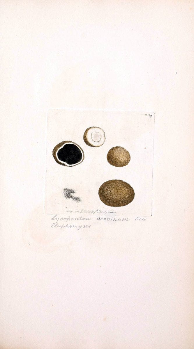 Coloured figures of English fungi or mushrooms. London,Printed by J. Davis,1797-[1809]. | England Mushrooms  | Vintage Print Reproduction 453873