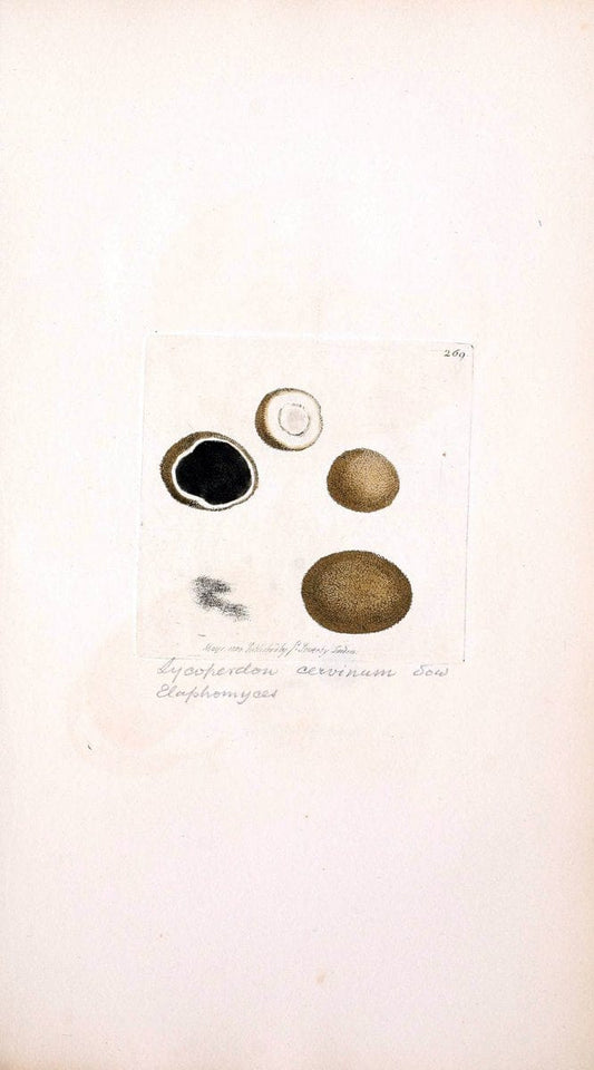 Coloured figures of English fungi or mushrooms. London,Printed by J. Davis,1797-[1809]. | England Mushrooms  | Vintage Print Reproduction 453873
